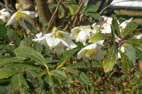 /album/rund-um-den-konigsberg-vulkanland-6-marz-2025/tieschen-kloch-06-03-2025-24-jpg/